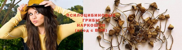 apvp Арсеньев